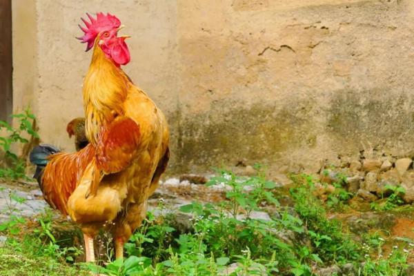公雞為何年年月月凌晨啼叫?這與鳳凰又有什麼淵源呢? 公雞為何年年月月凌晨啼叫?這與鳳凰又有什麼淵源呢?