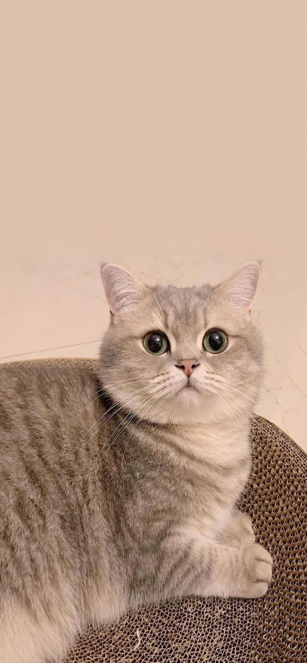 可愛的貓咪手機桌布圖片2021精選