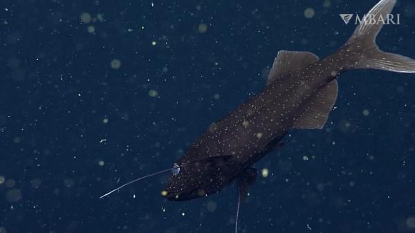 2021年拍攝到的珍稀深海生物 別樣又迷人