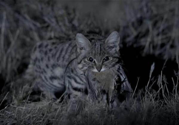 被全世界禁養的貓,體型最小卻是非洲草原的王者,看完你還想養嗎 被全世界禁養的貓,體型最小卻是非洲草原的王者,看完你還想養嗎