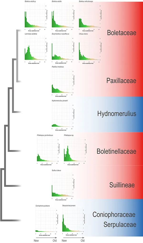 牛肝菌目物種從褐腐到共生的創新進化史研究獲進展