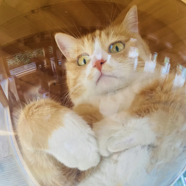 貓別墅還能這麼玩兒？