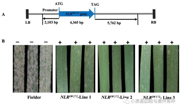 野生二粒小麥抗白粉病基因MlIW172