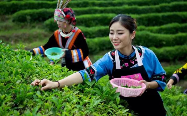 採茶有多辛苦?起早貪黑、渾身傷痛、收入不高,不是茶農無法體驗 採茶有多辛苦?起早貪黑、渾身傷痛、收入不高,不是茶農無法體驗