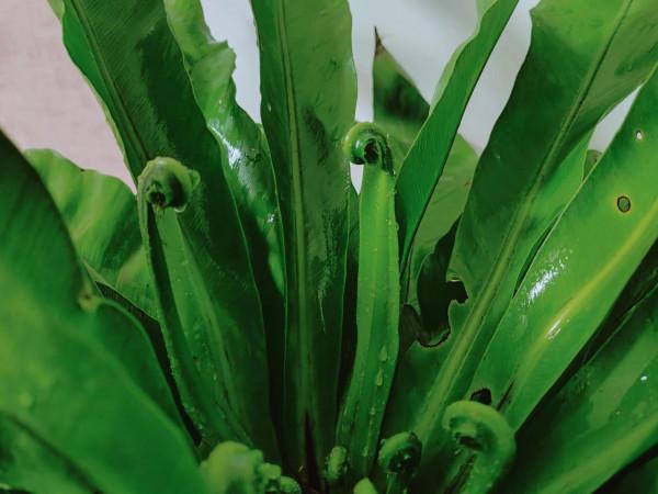 巢蕨綠植（原創——手機拍）