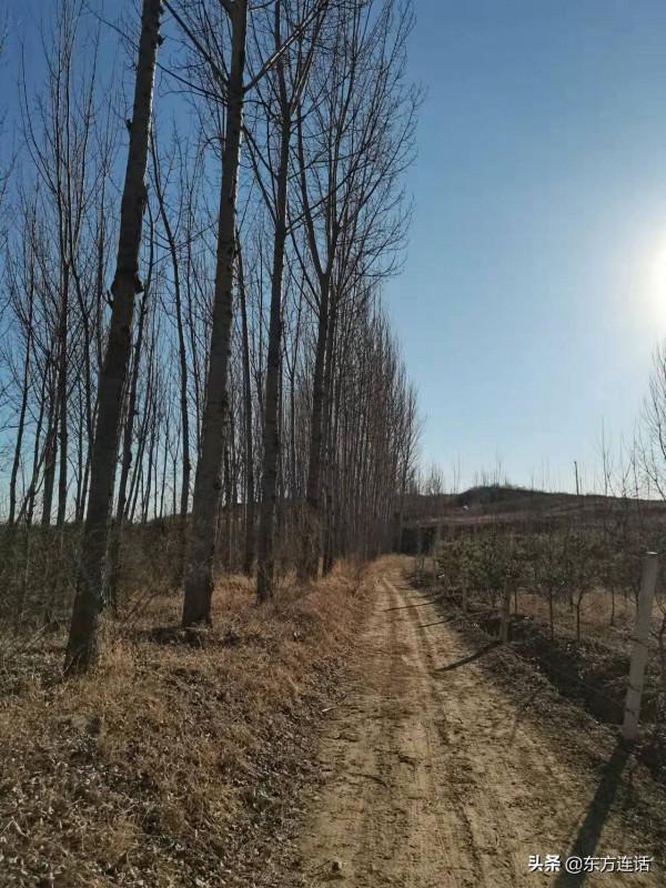 瀑河徒步：楊樹下的小路