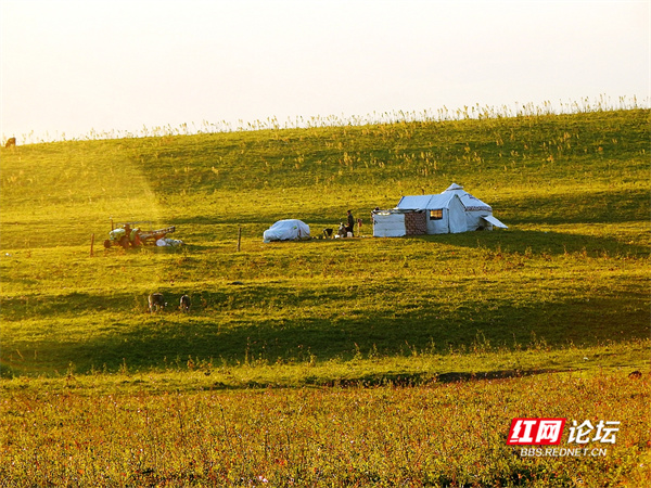 帶你看看網友鏡頭下“那拉提養蜂女”生活的草原有多美