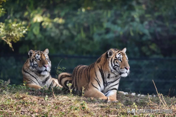 噓！大年初三睡到飽