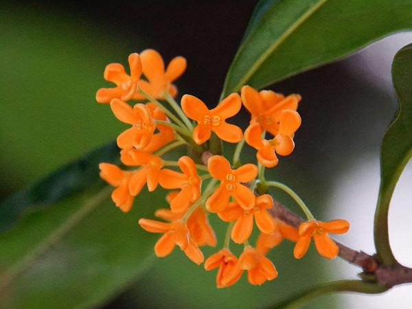 種一盆又香又美的花,花香縈繞,令人心情美麗愉悅 種一盆又香又美的花,花香縈繞,令人心情美麗愉悅