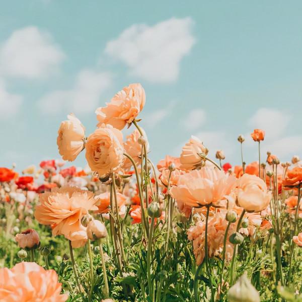 人生本過客，得失皆隨緣