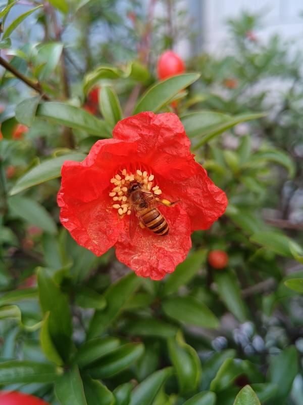天氣一涼,吃這6種蔬果特養人,關鍵是在家也能種 天氣一涼,吃這6種蔬果特養人,關鍵是在家也能種