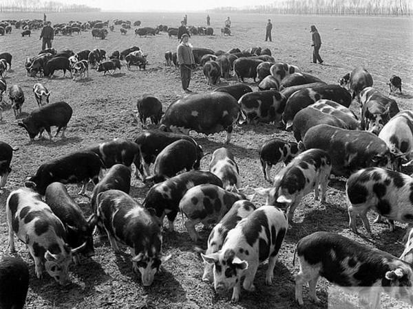 毛主席提升豬的地位至“六畜”之首：一定要做到可以“有豬吃”