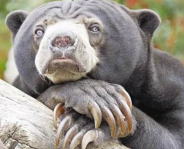 “馬來西亞”冷知識,帶你看看真實的馬來西亞 “馬來西亞”冷知識,帶你看看真實的馬來西亞