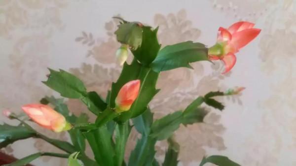 只為見證一個生命的綻放