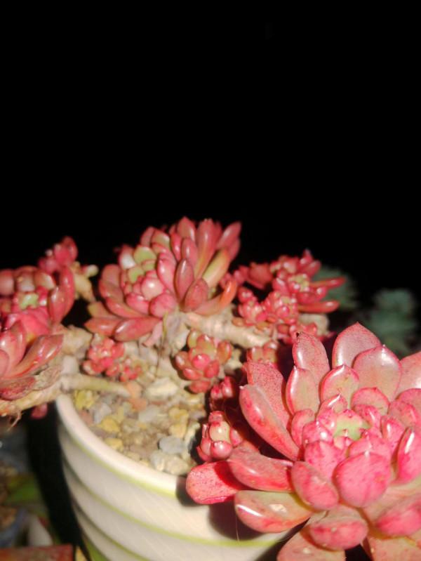 半日曬露養多肉成果展示