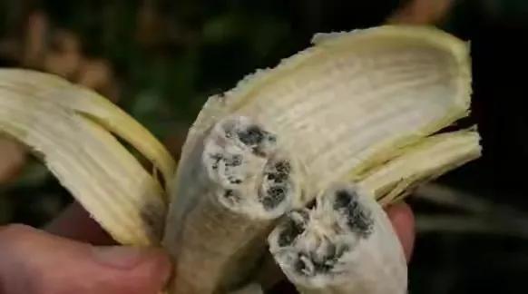 40種野果,滿滿都是兒時的味道 40種野果,滿滿都是兒時的味道