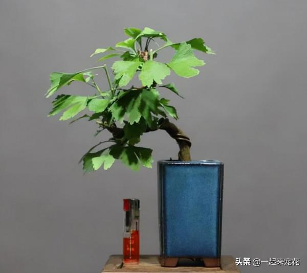 郊遊看到3種種子，帶回家種在花盆裡，養成漂亮小盆景，美哉