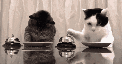 貓咪到底應該是以溼貓糧為主還是直接吃乾糧?有什麼推薦嗎? 貓咪到底應該是以溼貓糧為主還是直接吃乾糧?有什麼推薦嗎?