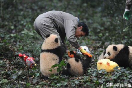 泥巴山出產泥巴大熊貓