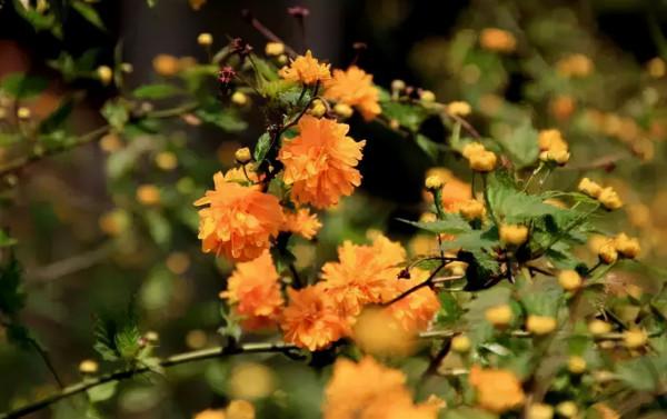花園植物小百科 | 你的花園到底適合種什麼植物？對症下藥是關鍵