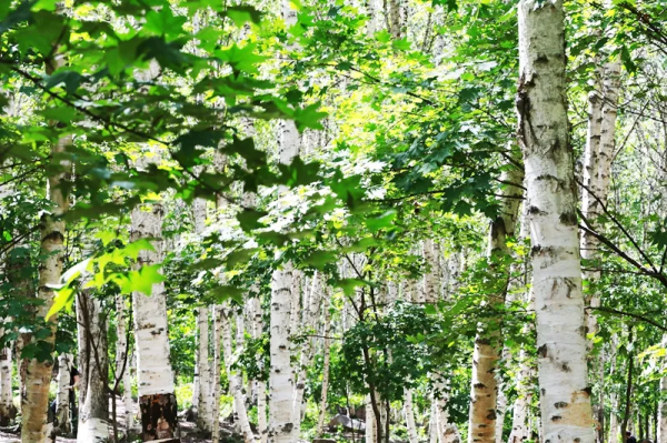 北京喇叭溝原始森林景區將於11月8號閉園 來年4月我們相約杜鵑花海 北京喇叭溝原始森林景區將於11月8號閉園 來年4月我們相約杜鵑花海