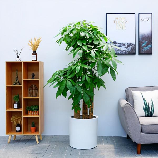 喜歡“小盆”的12種花，幹養多曬，擠著養，枝葉翠綠花大如碗