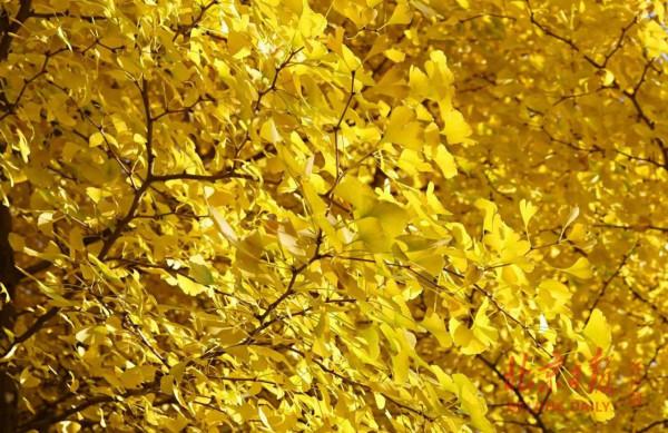 一把銀杏葉，一片金秋黃