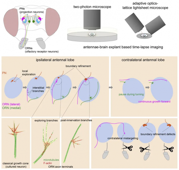 我國科技經費投入增速回落，​莫扎特的音樂可以治療癲癇，我國科學家突破人工合成澱粉技術 | 一週科技導讀