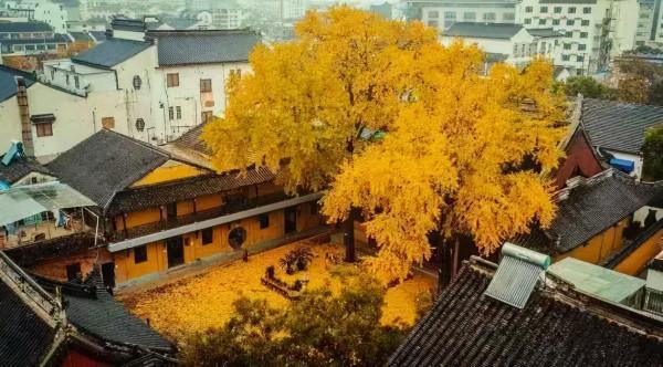 千萬別與秋天的姑蘇比美!楓葉漫山,銀杏紛飛,一步一景美成了詩 千萬別與秋天的姑蘇比美!楓葉漫山,銀杏紛飛,一步一景美成了詩