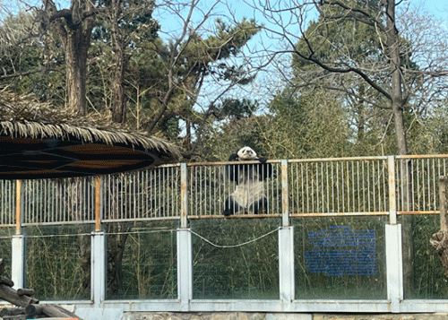 動物除了會越獄，還會抑鬱、還會自殺