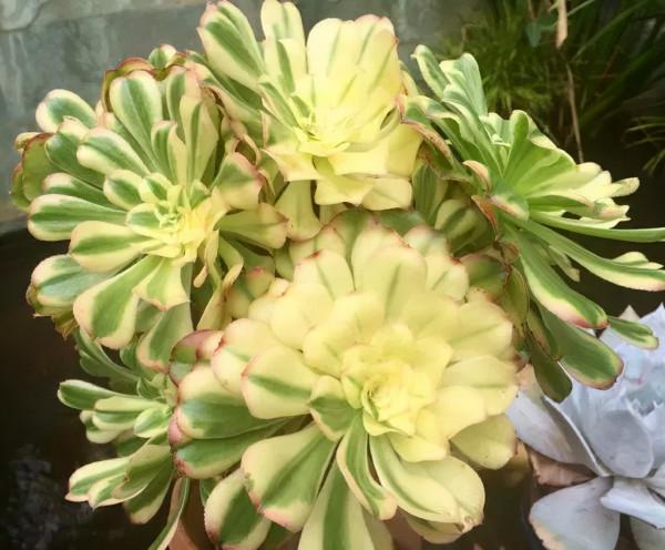 4年時間，靠一腔熱誠打造多肉花園