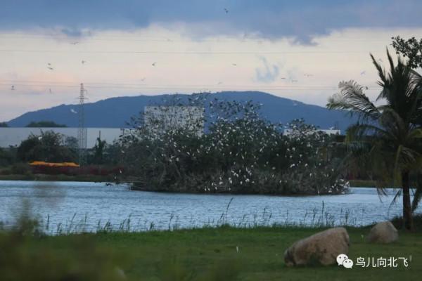 海南鳥事之四 孤島歸鷺