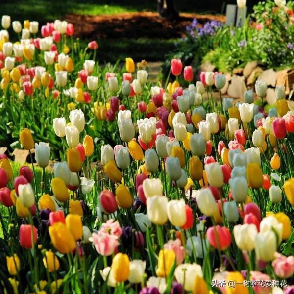 有沒被自制花肥臭懵過,這8種自制肥別亂做,踩過的坑、流過的淚 有沒被自制花肥臭懵過,這8種自制肥別亂做,踩過的坑、流過的淚