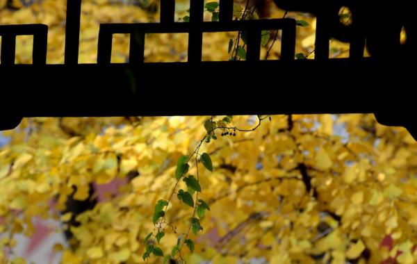 小雪節氣陶醉在迷人的銀杏黃中