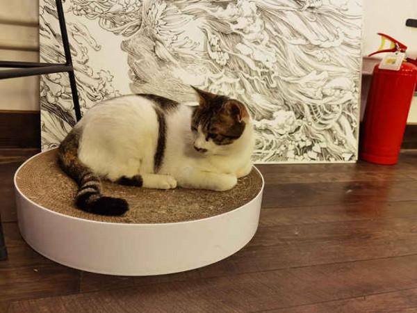 流浪貓上崗成為咖啡店貓咪“探長”，獲贊“靠譜”