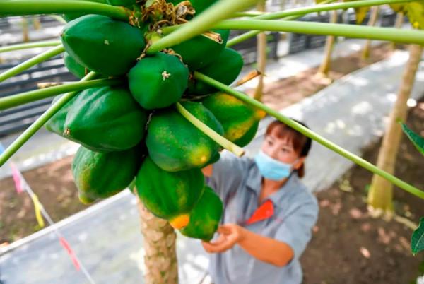 「健康養生」秋風起,滋陰潤燥小兒安,推薦潤肺利咽木瓜甜湯 「健康養生」秋風起,滋陰潤燥小兒安,推薦潤肺利咽木瓜甜湯