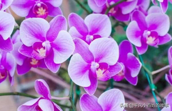 雞毛蒜皮的生活中,怎樣有個好心態 雞毛蒜皮的生活中,怎樣有個好心態