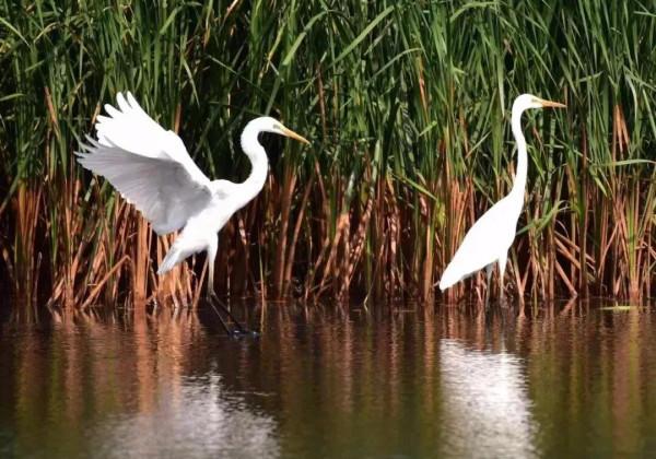 白鷺秀愛款款飛