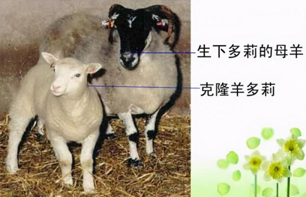 為什麼現在很少提“克隆”了?多莉的一生就是答案,太可憐了 為什麼現在很少提“克隆”了?多莉的一生就是答案,太可憐了