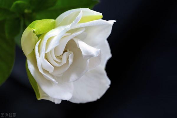 好不容易長出花苞,居然“消苞”了,太心疼 好不容易長出花苞,居然“消苞”了,太心疼