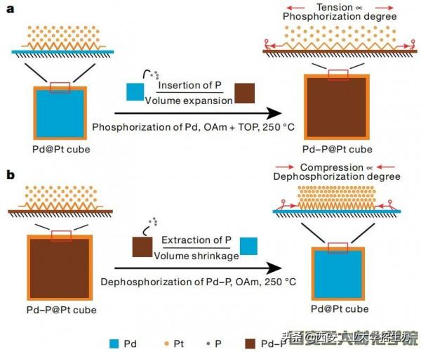 全球頂級!西安工大教師取得重大科研成果,登Nature引發國際關注 全球頂級!西安工大教師取得重大科研成果,登Nature引發國際關注