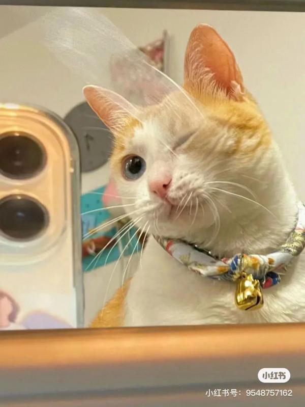 大橘擁有罕見瞳色，引發全網熱議：“全世界找不到第二隻！”