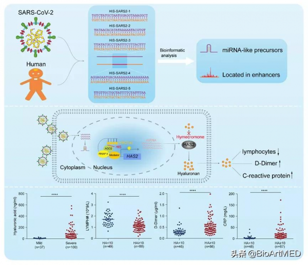 於文強團隊報道新冠病毒與人共有序列是新冠重要致病因子