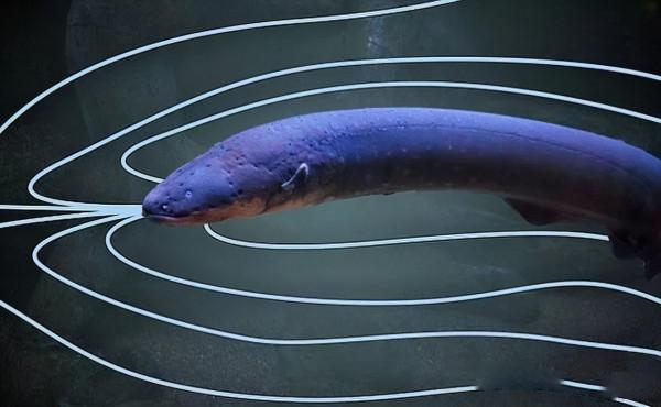 不足1米深的河灘，突發連環命案，釣魚人輕鬆找出兇手？