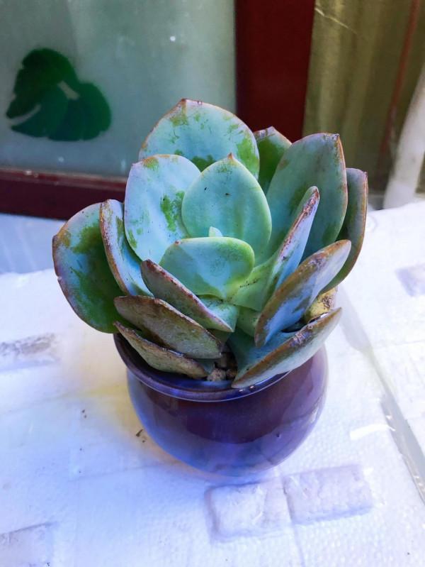 剛上盆的肉肉，醜醜的……