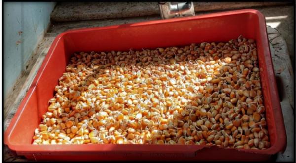 水培玉米苗飼養牛羊 水培玉米苗飼養牛羊