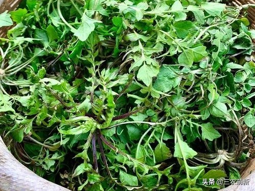 帶你認識16種不同的野菜，附帶圖片和吃法，若見到請珍惜