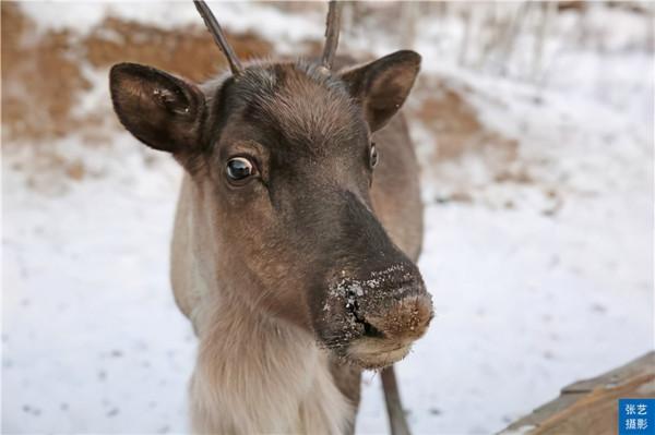 中國最後一支馴鹿部落：放養馴鹿為生，向遊客展示馴鹿部落遷徙史