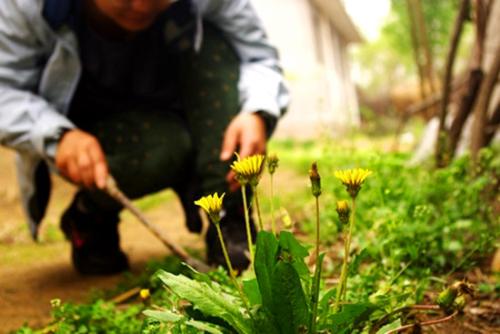 冬日裡的7種“野菜”,以前漫山遍野都是,現在也還是美味佳餚 冬日裡的7種“野菜”,以前漫山遍野都是,現在也還是美味佳餚