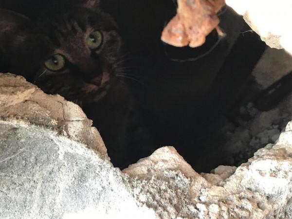 關於本人餵食流浪貓以來聽到的一些反對的聲音